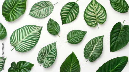 Illustration of fresh realistic leaves