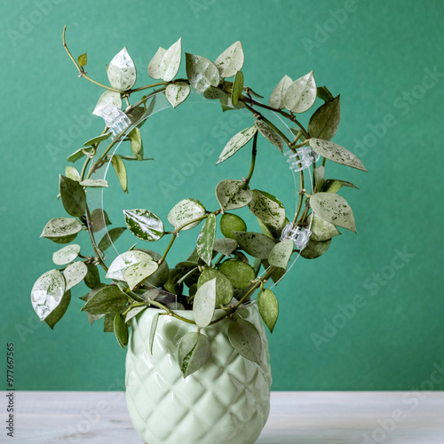 Hoya lacunosa silver in ceramic pot on green background. Plant care. Indoor plant with silvery leaves.Selective focus.Square. photo