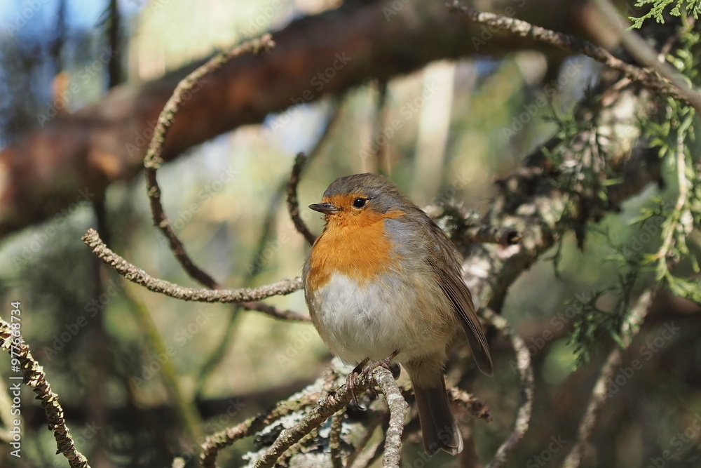 beautiful european robin on a branch beautiful european robin on a branch