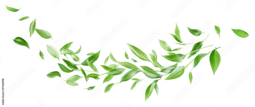 PNG Flying grass petals border background isolated leaves. PNG Flying grass petals border background isolated leaves.
