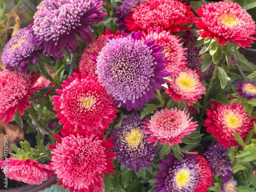 chrysanthemum flowers