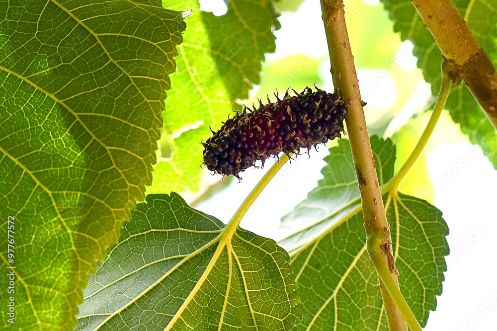 purple ripe mulberry fruit green mulberry leaf mulberry leaf background