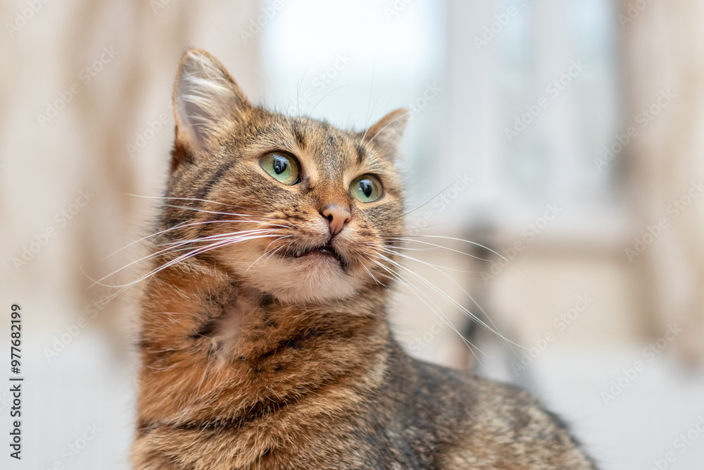 beautiful brown cat with big green eyes in the room by the window beautiful brown cat with big green eyes in the room by the window