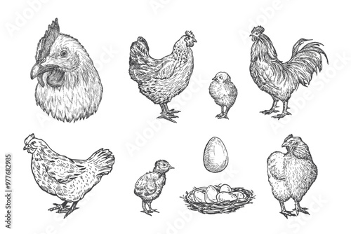 Chicken, Rooster with Chicks Domestic Birds and Animals Drawing Hand Drawn Engraving Style Poultry Silhouettes and Head. Retro Vector illustrations Set Isolated