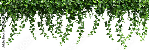 Vines hanging down from the ceiling, isolated on a white background, PNG