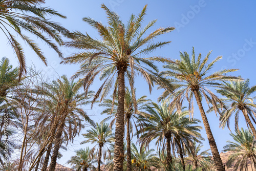 Date palm trees at AlUla Oasis