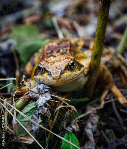 A brown frog rests quietly among fallen leaves and greenery, blending into its natural surroundings as morning light filters through the trees.