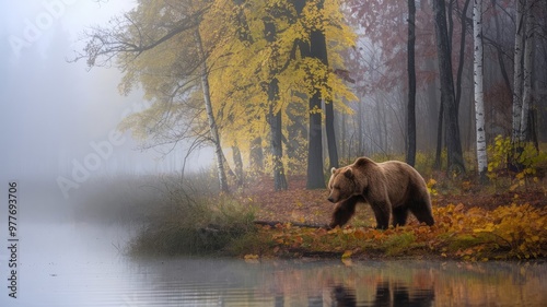 Night fog in taiga, ear hidden in yellow forest. Autumn trees with bear. Beautiful brown bear walking around lake, fall colours. Big danger animal in habitat. Wildlife scene from nature, Romania.