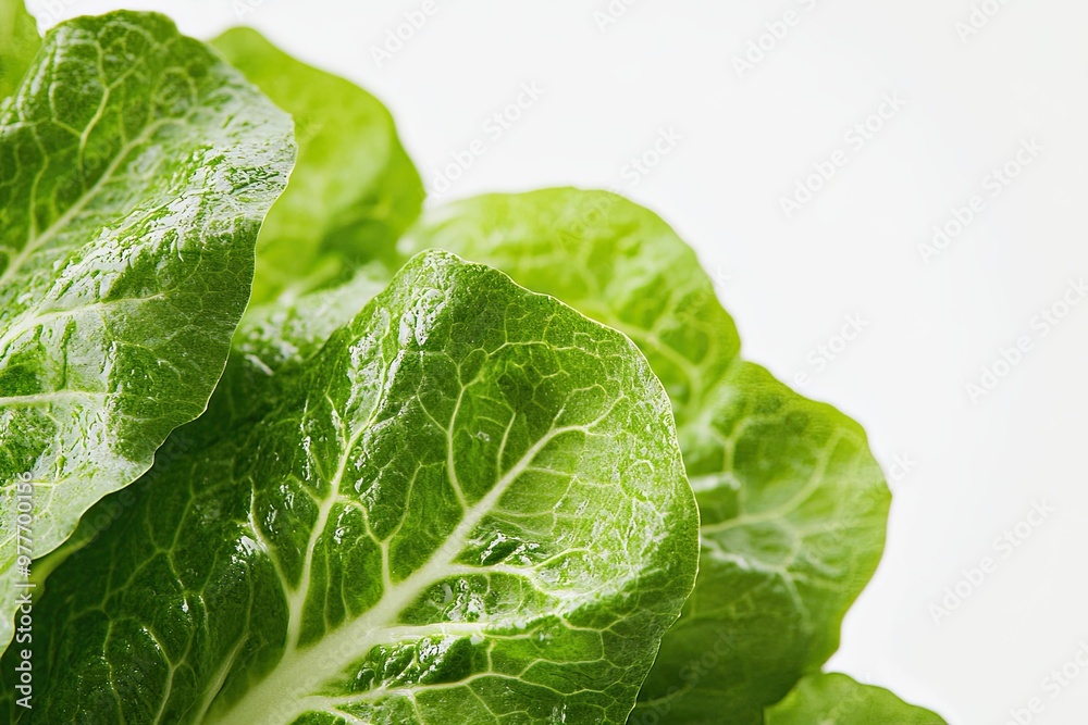 Fresh Green Romaine Lettuce Leaves Arranged Neatly on a Light Background in a Sunny Kitchen Setting Fresh Green Romaine Lettuce Leaves Arranged Neatly on a Light Background in a Sunny Kitchen Setting