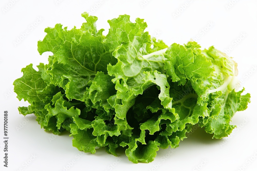 Fresh Green Lettuce Head on a White Background in a Well-Lit Setting Fresh Green Lettuce Head on a White Background in a Well-Lit Setting