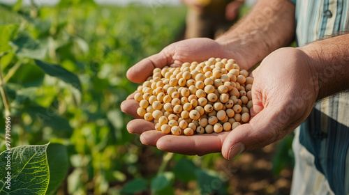 hands full of soybeans, with soybeans plantation field background photo