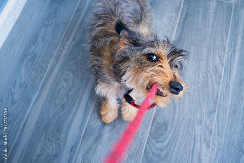 A young dog plays and pulls hard on his walking leash in a friendly and overacted tender attitude showing his teeth. Top view on a neutral floor for copy space. It is a young dog of purebred dachshund