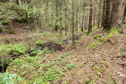 Photography In the forest