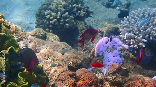 Close-up of moving males of sea goldie or Goldfish scale-fin anthias, scientific name is Pseudanthias squamipinnis, it belongs to the family Serranidae, inhabits coral reefs of the Red Sea
 photo