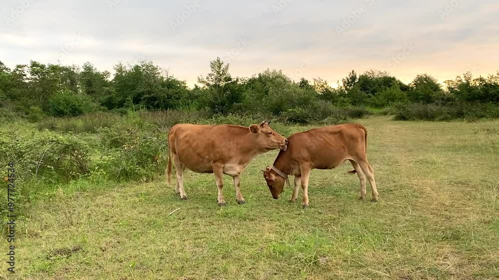 A cute light brown, beige cow and calf stand in a field with green grass against a background of bushes. The cow licks the calf with her tongue. Side view. Summer. A cute light brown, beige cow and calf stand in a field with green grass against a background of bushes. The cow licks the calf with her tongue. Side view. Summer.