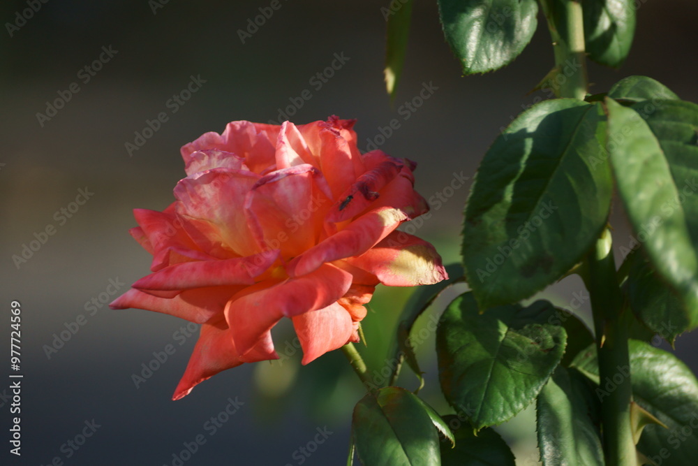 Obraz premium red rose flower