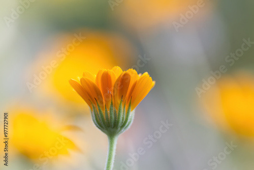 orange flower of marigolda, organge flower with green and orange colors in the background, marigold like a painting, beautiful marigold, calendula petals photo