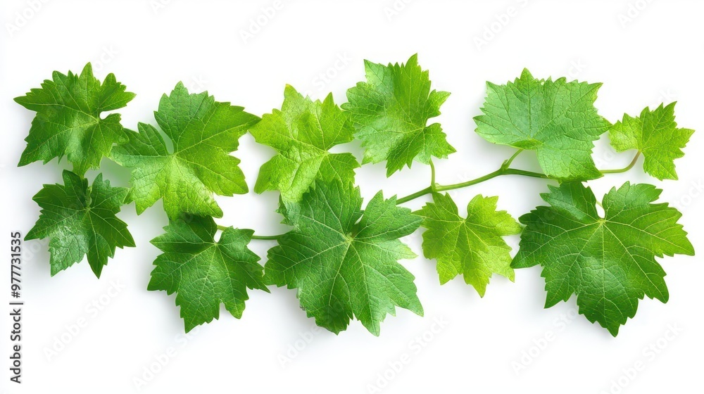 bunch of green grapevine leaves isolated on white background highresolution cutout digital illustration bunch of green grapevine leaves isolated on white background highresolution cutout digital illustration