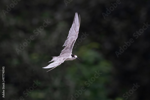 white-cheeked tern or Sterna repressa seen on Mumbai coast in Maharashtra, India photo