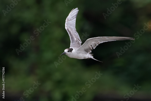 white-cheeked tern or Sterna repressa seen on Mumbai coast in Maharashtra, India photo