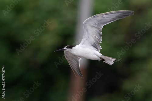 white-cheeked tern or Sterna repressa seen on Mumbai coast in Maharashtra, India photo