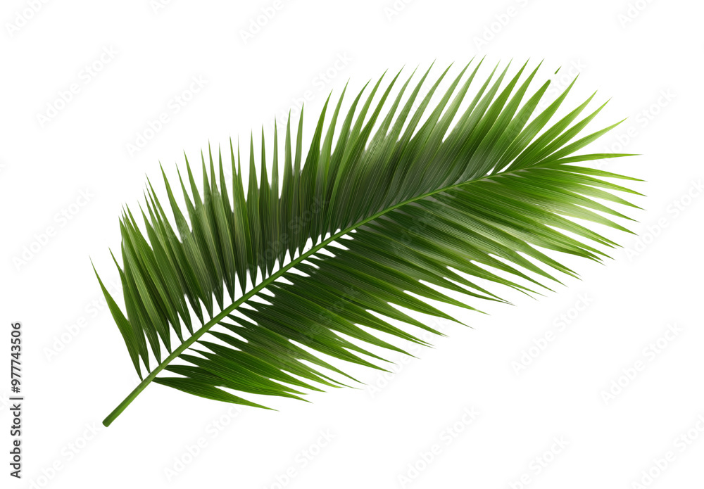 Palm Tree Branch with Green Leaves, Isolated PNG with Transparent Background Palm Tree Branch with Green Leaves, Isolated PNG with Transparent Background