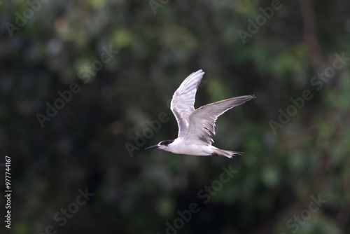 white-cheeked tern or Sterna repressa seen on Mumbai coast in Maharashtra, India photo