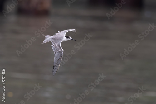 white-cheeked tern or Sterna repressa seen on Mumbai coast in Maharashtra, India photo
