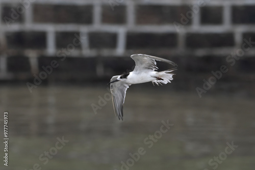 white-cheeked tern or Sterna repressa seen on Mumbai coast in Maharashtra, India photo