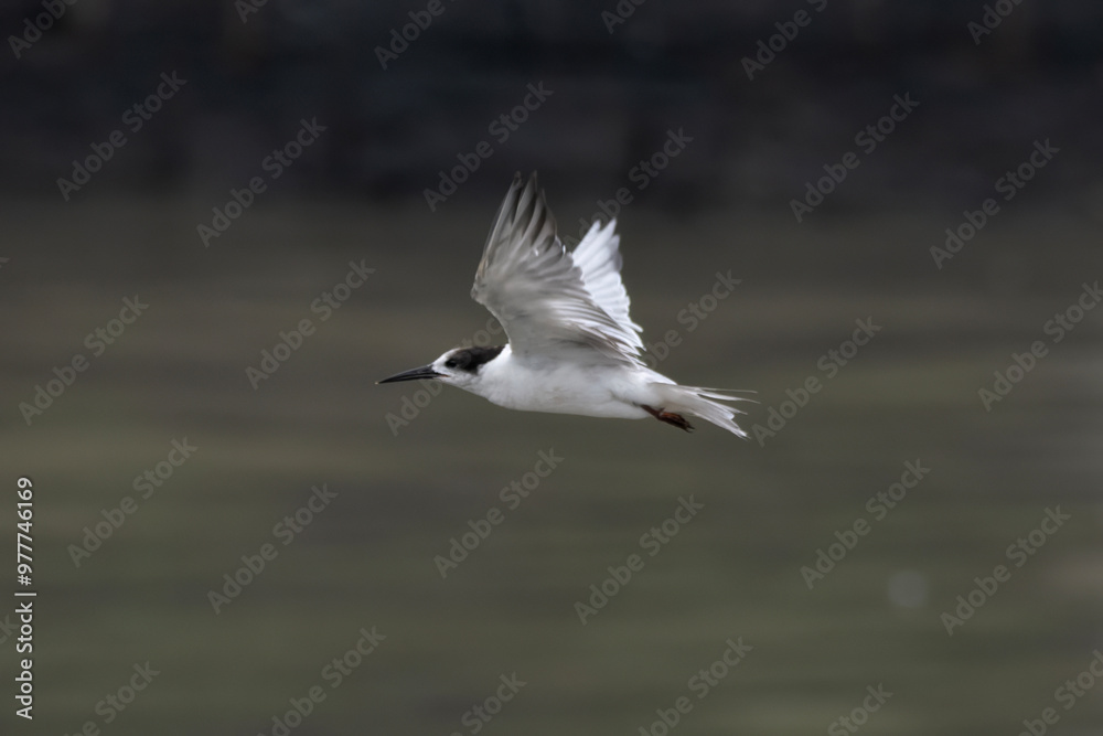 white-cheeked tern or Sterna repressa seen on Mumbai coast in Maharashtra, India white-cheeked tern or Sterna repressa seen on Mumbai coast in Maharashtra, India