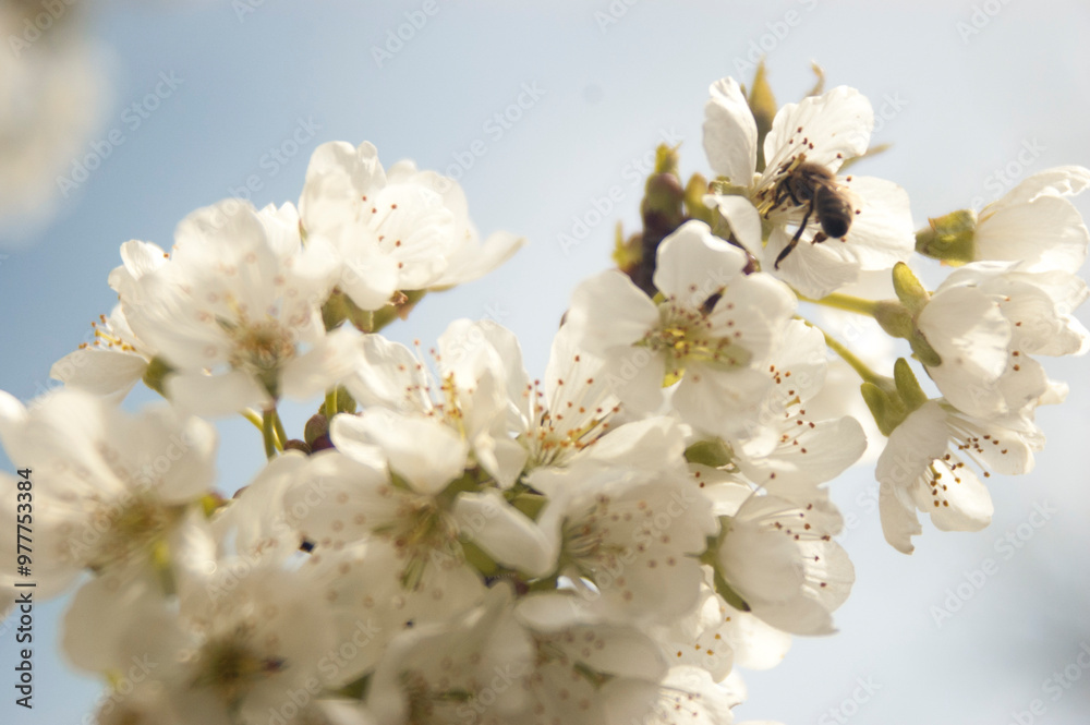 Blossom tree Blossom tree