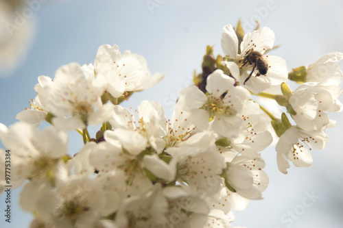 Blossom tree