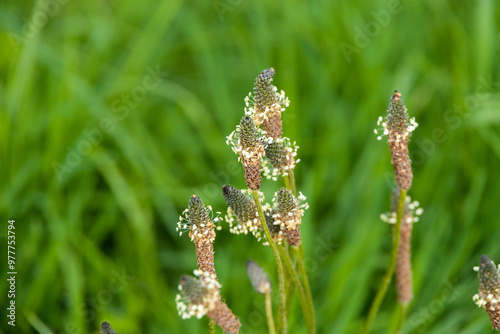 a closeup shot of a flower growing in a garden. beautiful botanical shot, natural macro wallpaper photo