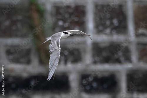 white-cheeked tern or Sterna repressa seen on Mumbai coast in Maharashtra, India photo