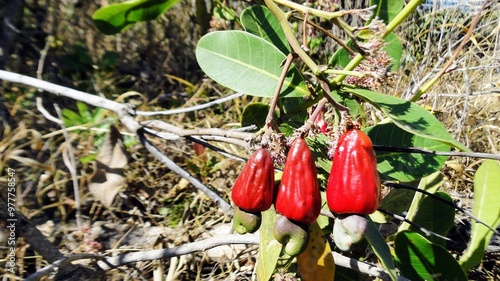 Cajuzinho do Cerrado Anacardium humile, in Brasília, Brazil. photo