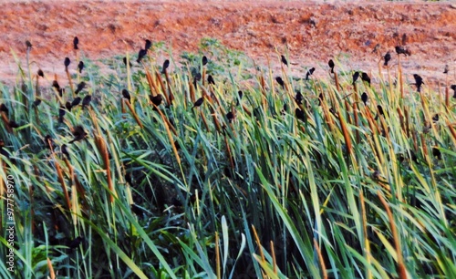 Thypha domingensis, Cattail, with Gnorimopsar chopi photo