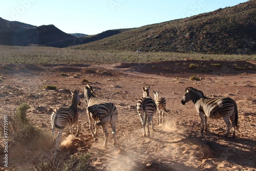 South African Safari