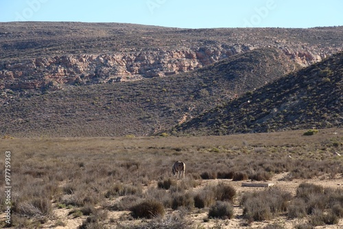 South African Safari