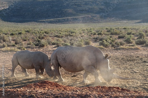 South African Safari