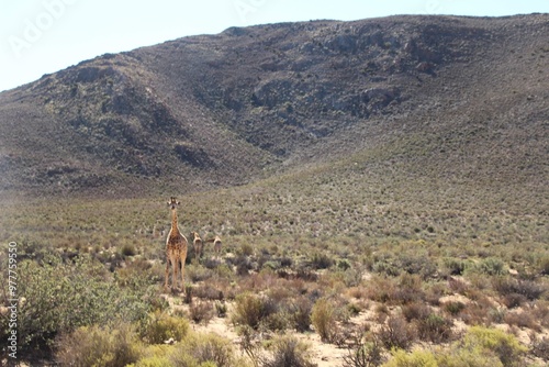 South African Safari
