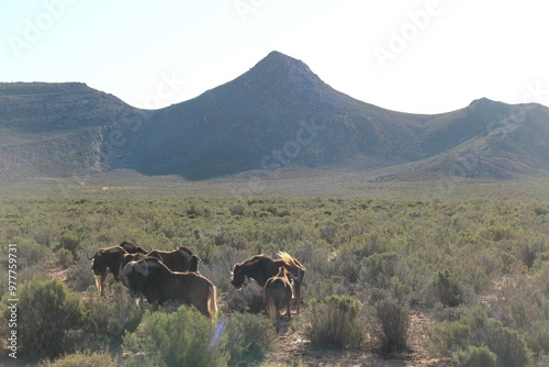South African Safari