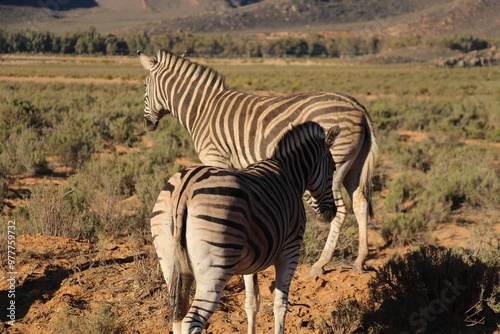 South African Safari