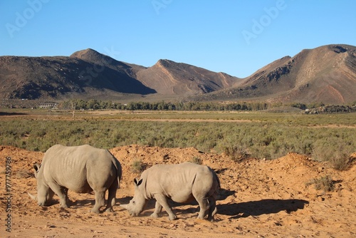 Rhinos On South African Safari