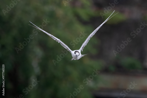 white-cheeked tern or Sterna repressa seen on Mumbai coast in Maharashtra, India photo