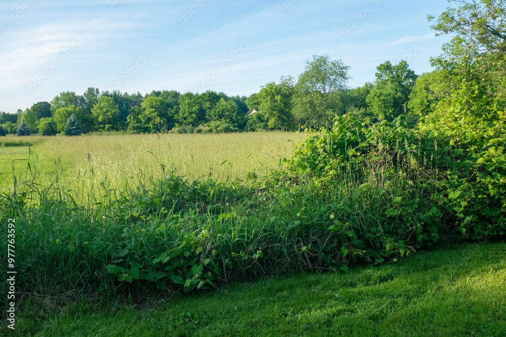 Obraz premium field and blue sky