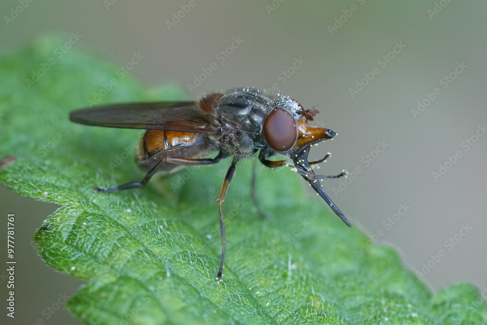 Closeup on a red snoutfly, Rhingia campestris cleaning it's face and snout Closeup on a red snoutfly, Rhingia campestris cleaning it's face and snout