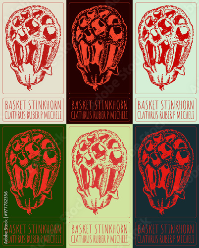 Set of vector drawing BASKET STINKHORN in various colors. Hand drawn illustration. Latin name is CLATHRUS RUBER P MICHELI.
 photo