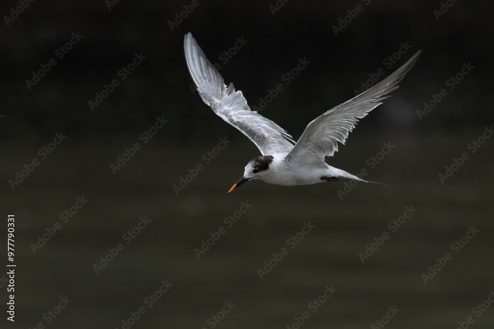 common tern or Sterna hirundo, a seabird at Sasoon in Mumbai Maharashtra, India common tern or Sterna hirundo, a seabird at Sasoon in Mumbai Maharashtra, India