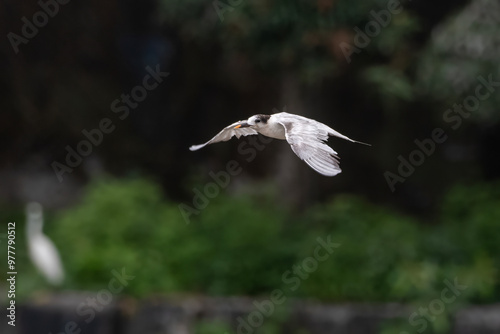 common tern or Sterna hirundo, a seabird at Sasoon in Mumbai Maharashtra, India