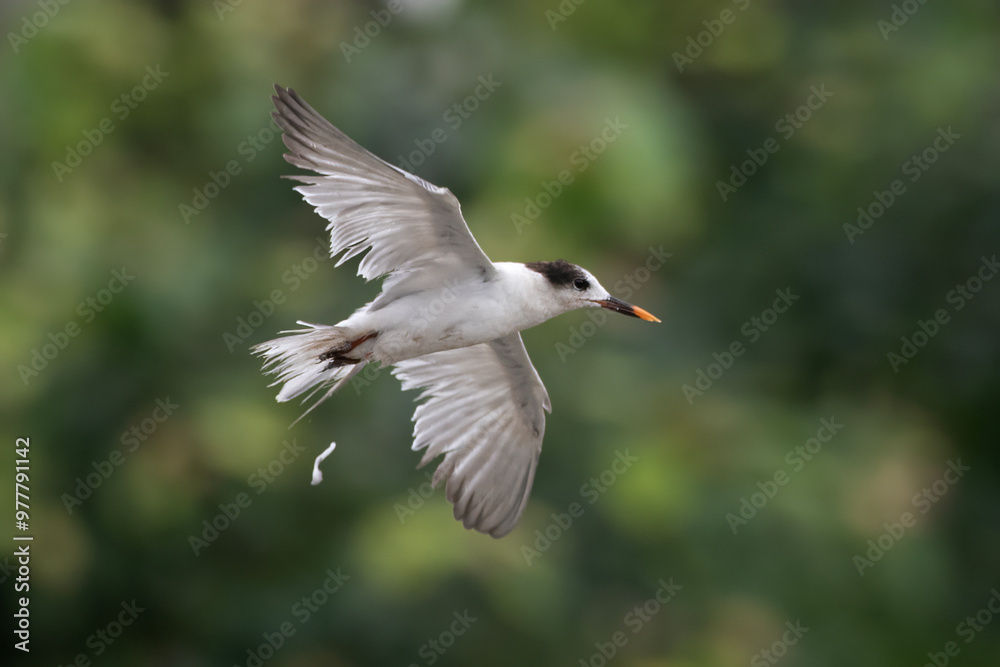 common tern or Sterna hirundo, a seabird at Sasoon in Mumbai Maharashtra, India common tern or Sterna hirundo, a seabird at Sasoon in Mumbai Maharashtra, India